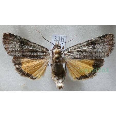 Epilecta linogrisea (Denis & Schiffermüller, 1775) Czech33h
